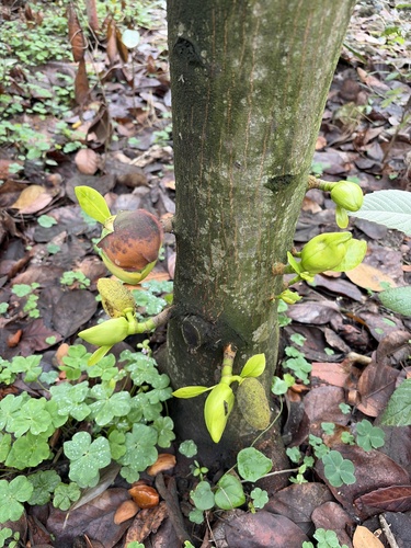 Jackfruit