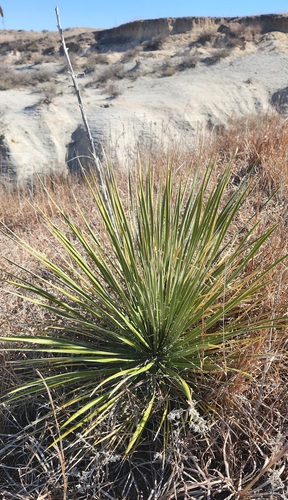 Great Plains yucca