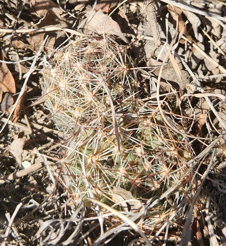 Spinystar