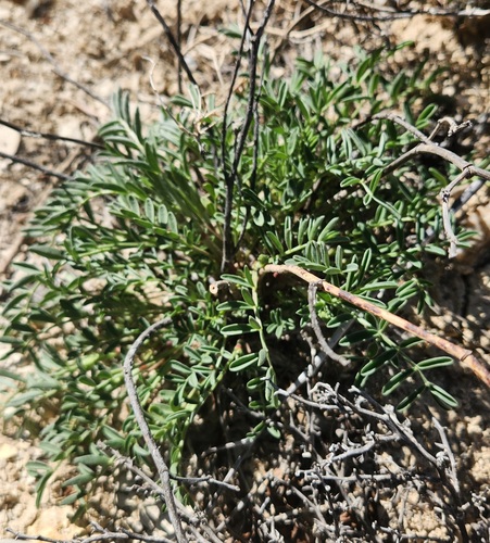 Racemose Milkvetch