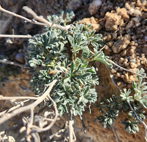 Scarlet Globemallow