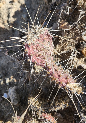 Grassland Pricklypear