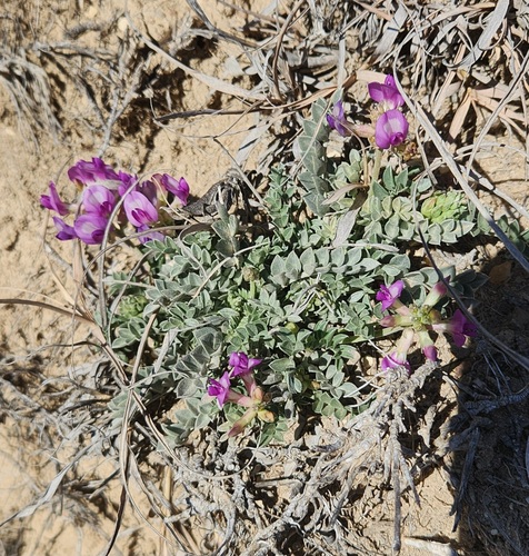Missouri Milkvetch