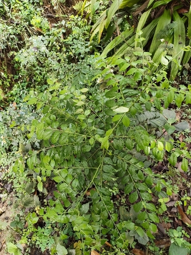Curry Leaf