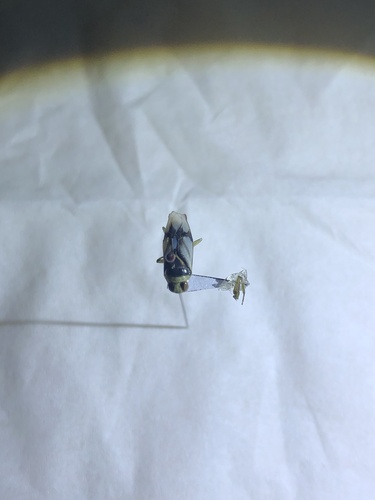 Notonecta unifasciata