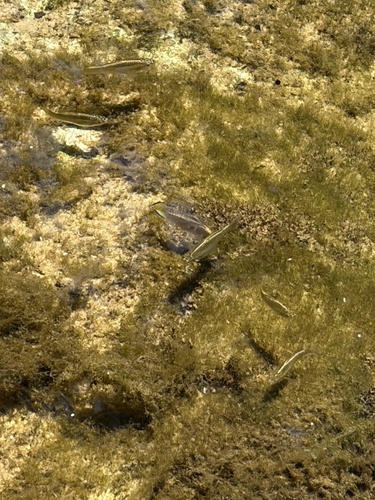 Poecilia latipinna