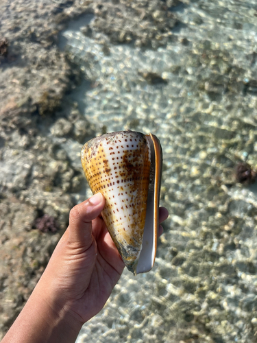 Conus leopardus