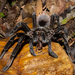 Costa Rican Coffee Tarantula - Photo (c) Kevin Venegas Barrantes, all rights reserved, uploaded by Kevin Venegas Barrantes