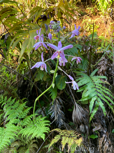 Ground Orchid