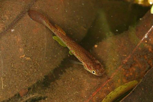 Aphyosemion australe