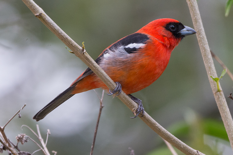 White-winged Tanager (Piranga leucoptera)