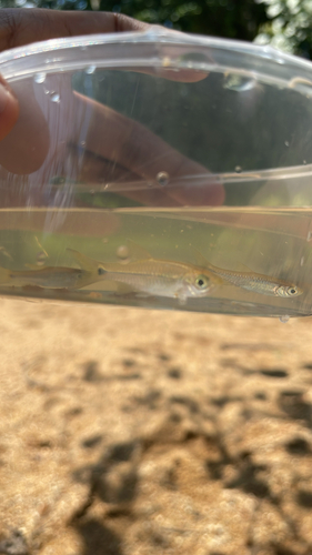 Sidestripe Rasbora