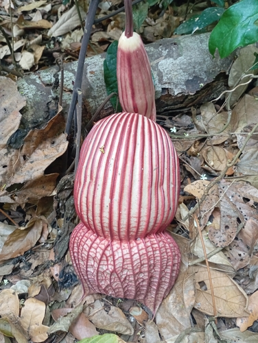 Aristolochia goldieana