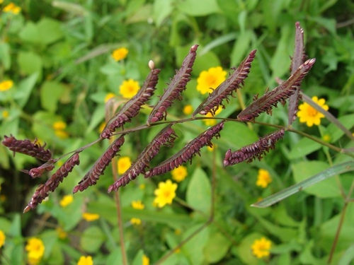 longtom (Paspalum denticulatum)