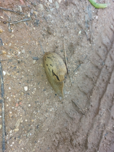 Drusia valenciennii