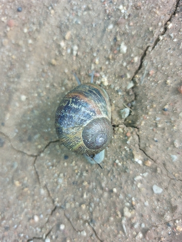 Cornu aspersum