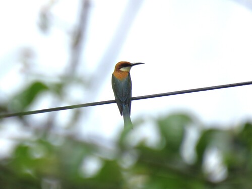 Chestnut-headed Bee-eater