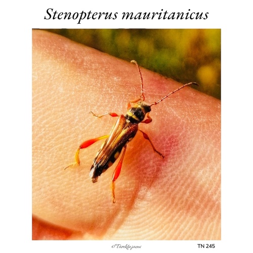 Stenopterus mauritanicus