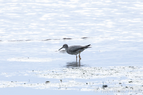 Wandering Tattler