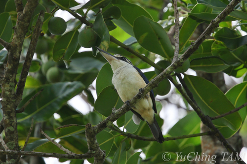 Pacific Kingfisher