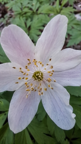 wood anemone
