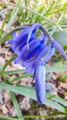 bluebell