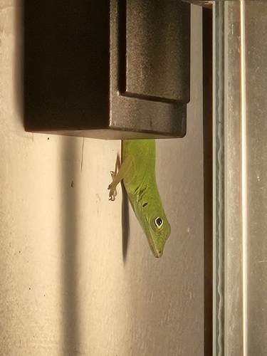 Emerald anole