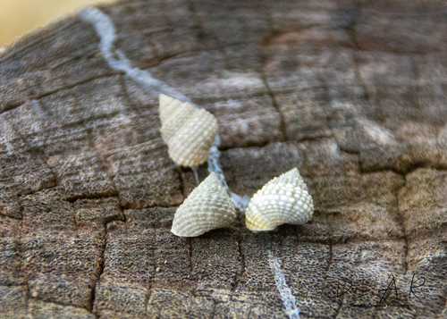 Cenchritis muricatus