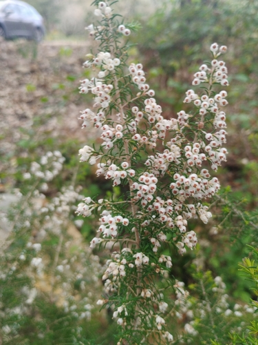 Avistamiento Erica arborea