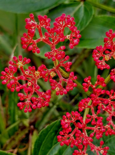 Cissus erosa (L.) Rich.
