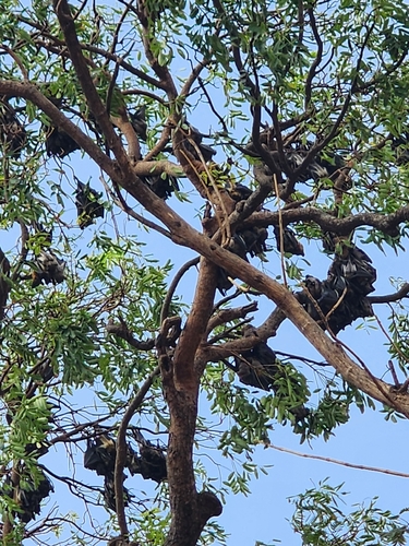 Straw-coloured Fruit Bat