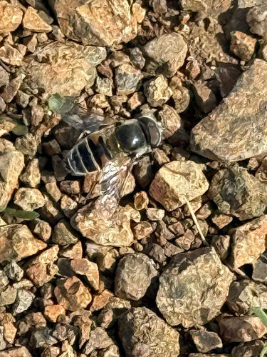 Unknown species found near Coast Hwy, Pacifica, CA, US