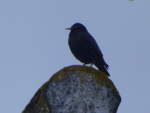 Avistamiento Estornino Negro