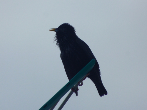 Avistamiento Estornino Negro