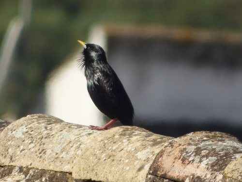 Avistamiento Estornino Negro