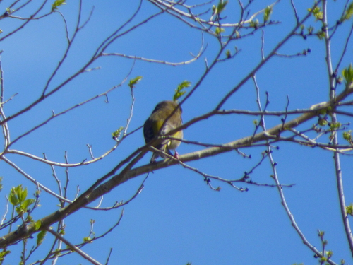 Avistamiento Chloris chloris