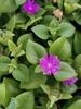Heart-leaf Ice Plant - Photo (c) Maria Haro, all rights reserved, uploaded by Maria Haro