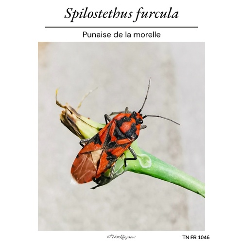 Spilostethus furcula