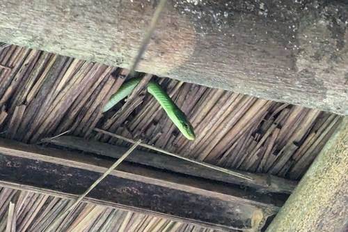 Green Bush Rat Snake