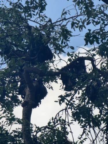 Straw-coloured Fruit Bat