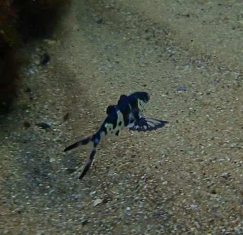 photo of Bluebottle-fish (Nomeus gronovii)
