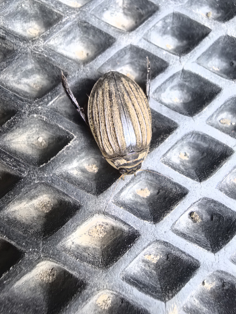 Lesser Diving-beetle from Ufa, Republic of Bashkortostan, RU on July 9 ...