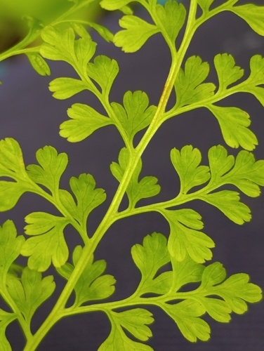 Jersey fern