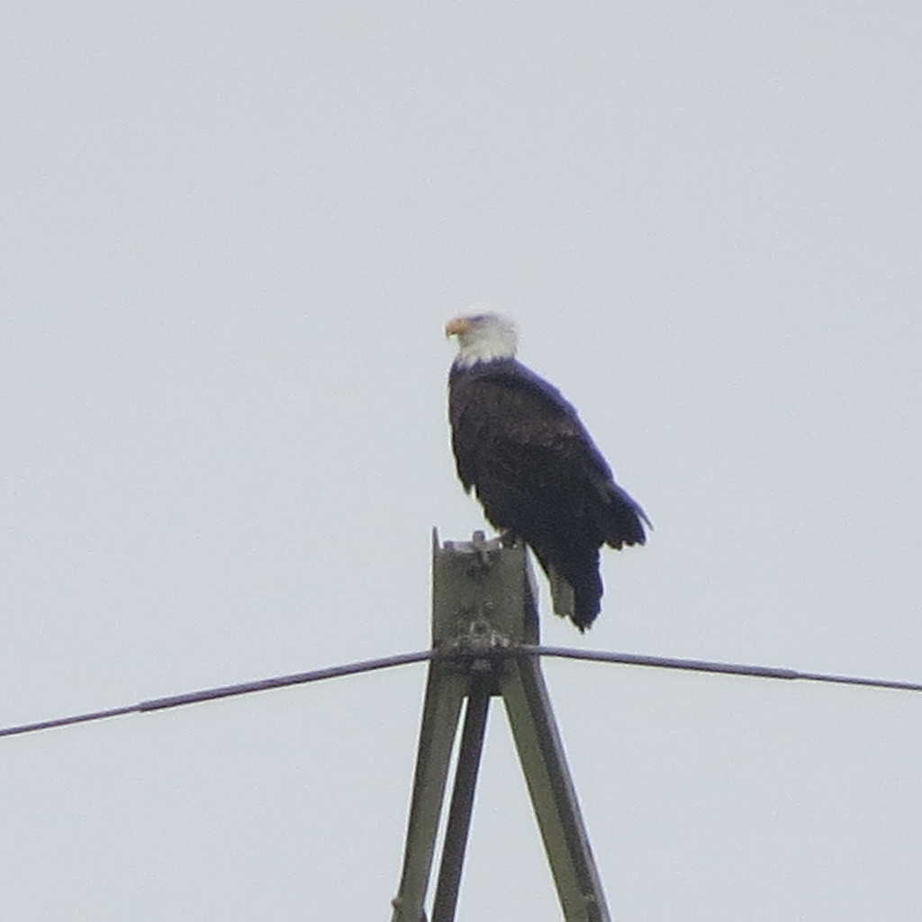 Bald Eagle from Nimisila Reservoir, Green, OH, USA on February 26, 2020