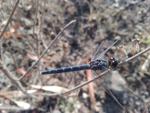 White-tipped Demon