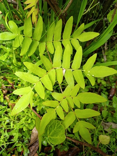 European royal fern