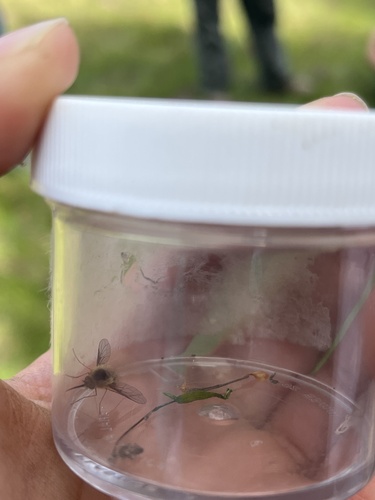 iNaturalist observation photo of Greater Bee Fly