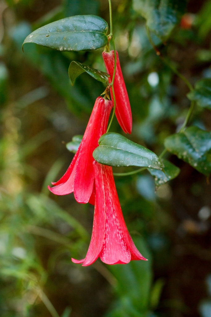 Chilean Bellflower (Lapageria rosea) · iNaturalist NZ