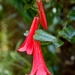 Lapageria rosea - Photo (c) Peter Peterson, כל הזכויות שמורות, הועלה על ידי Peter Peterson