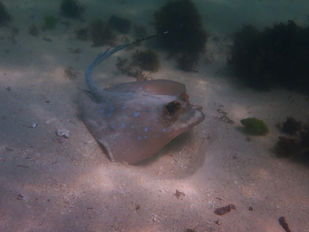 Australian Bluespotted Maskray from Cape Range National Park, AU on ...
